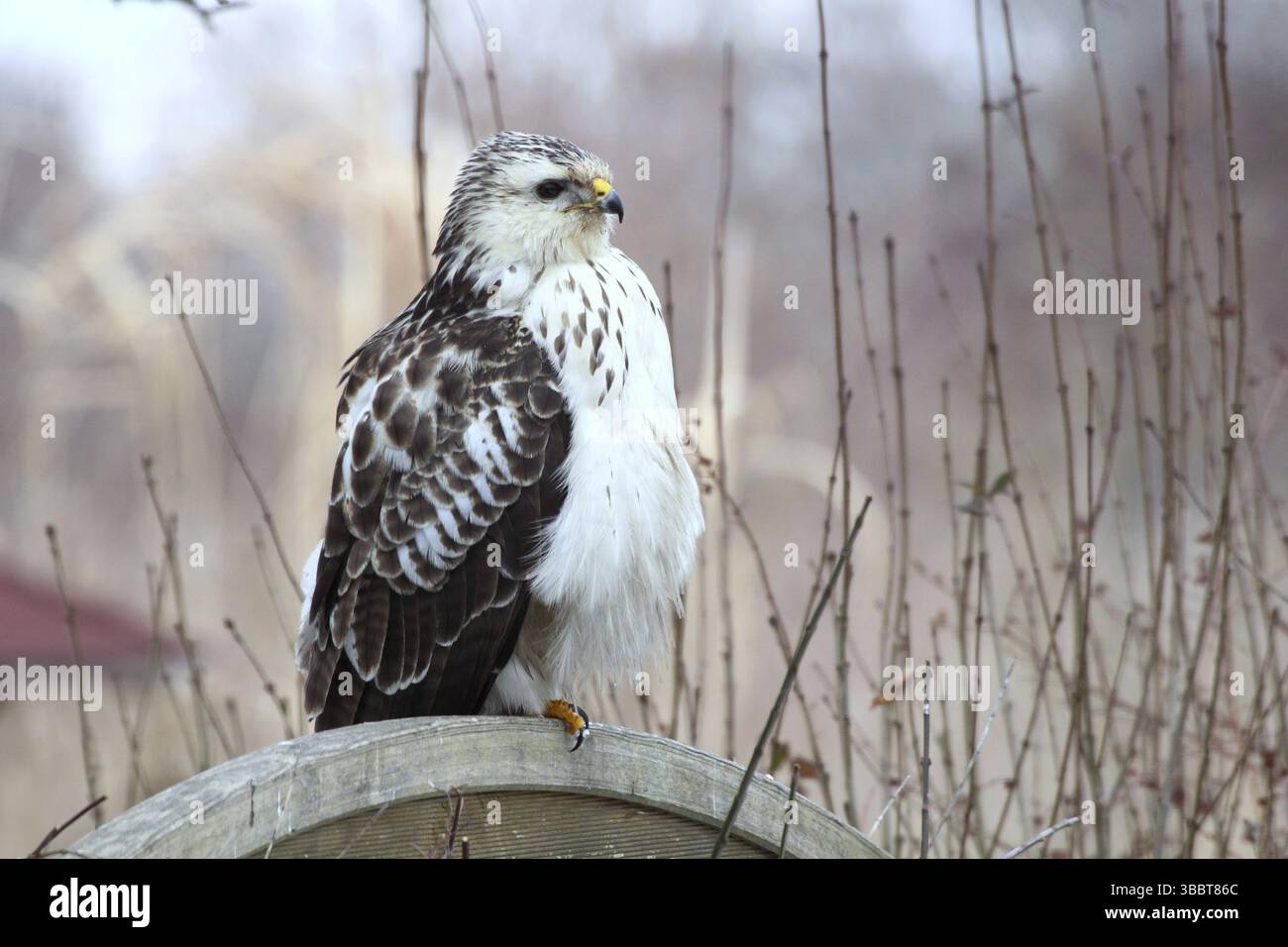 Bussard (Buteo buteo) auf einer hölzernen Trennwand im Garten, Mecklenburg-Vorpommern, Deutschland, Europa Stockfoto