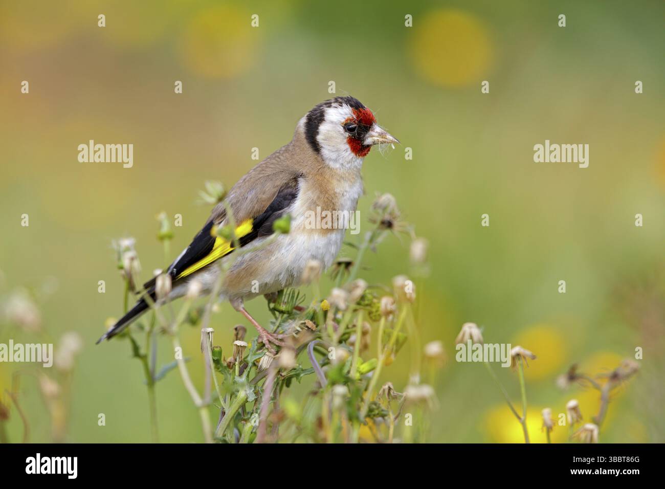 Stieglitz, Distelfink, Eurasischer Goldfinch, Goldfinch, Europäischer Goldfinch, Carduelis carduelis, Chardonneret elegant, Chardonneret, Jilguero Stockfoto