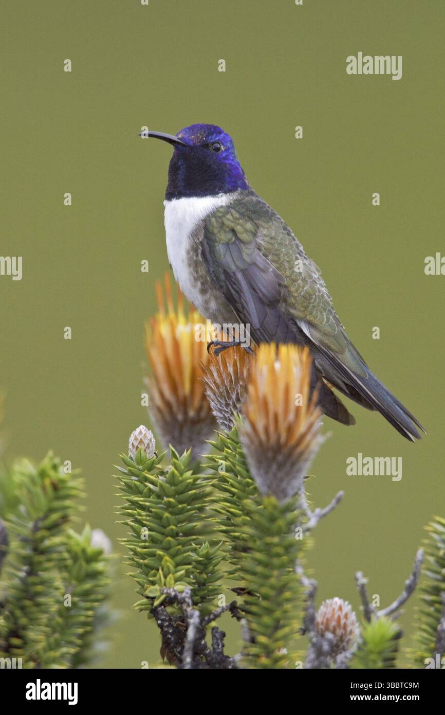 Ecuadorian Hillstar (Oreotrochilus chimborazo), Ecuador, Südamerika Stockfoto
