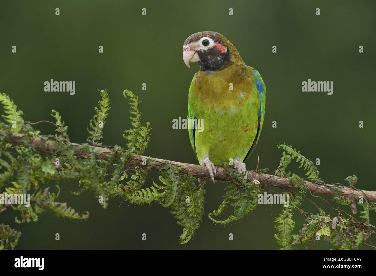 Papagei mit brauner Kapuze (Pyrilia haematotis), Costa Rica, Mittelamerika Stockfoto