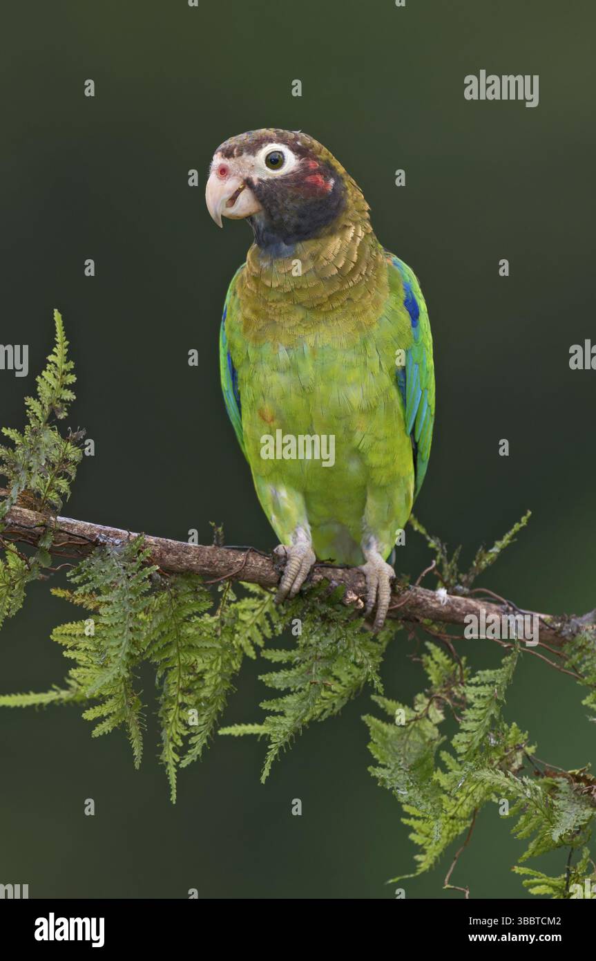 Papagei mit brauner Kapuze (Pyrilia haematotis), Costa Rica, Mittelamerika Stockfoto