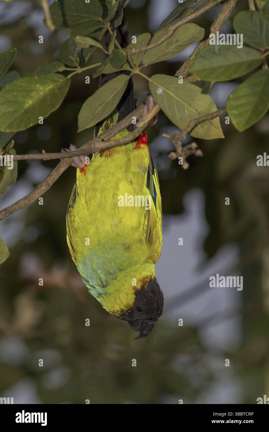 Nanday Sittich (Aratinga nenday), Mato Grosso do Sul, Brasilien, Südamerika Stockfoto