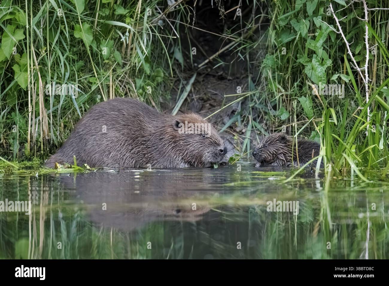 Europäischer Biber (Castor fiber) adulte mit Jungfütterung in Fluss, Hessen, Deutschland, Europa Stockfoto