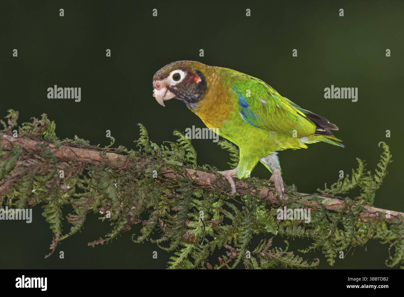 Papagei mit brauner Kapuze (Pyrilia haematotis), Costa Rica, Mittelamerika Stockfoto