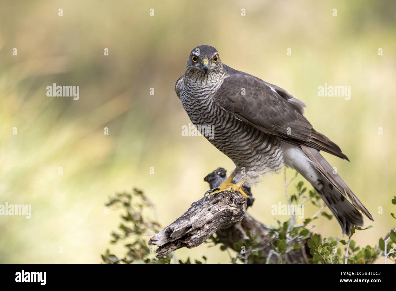 Eurasischer Sparrowhawk (Accipiter nisus) weiblich, Madrid, Spanien, Europa Stockfoto