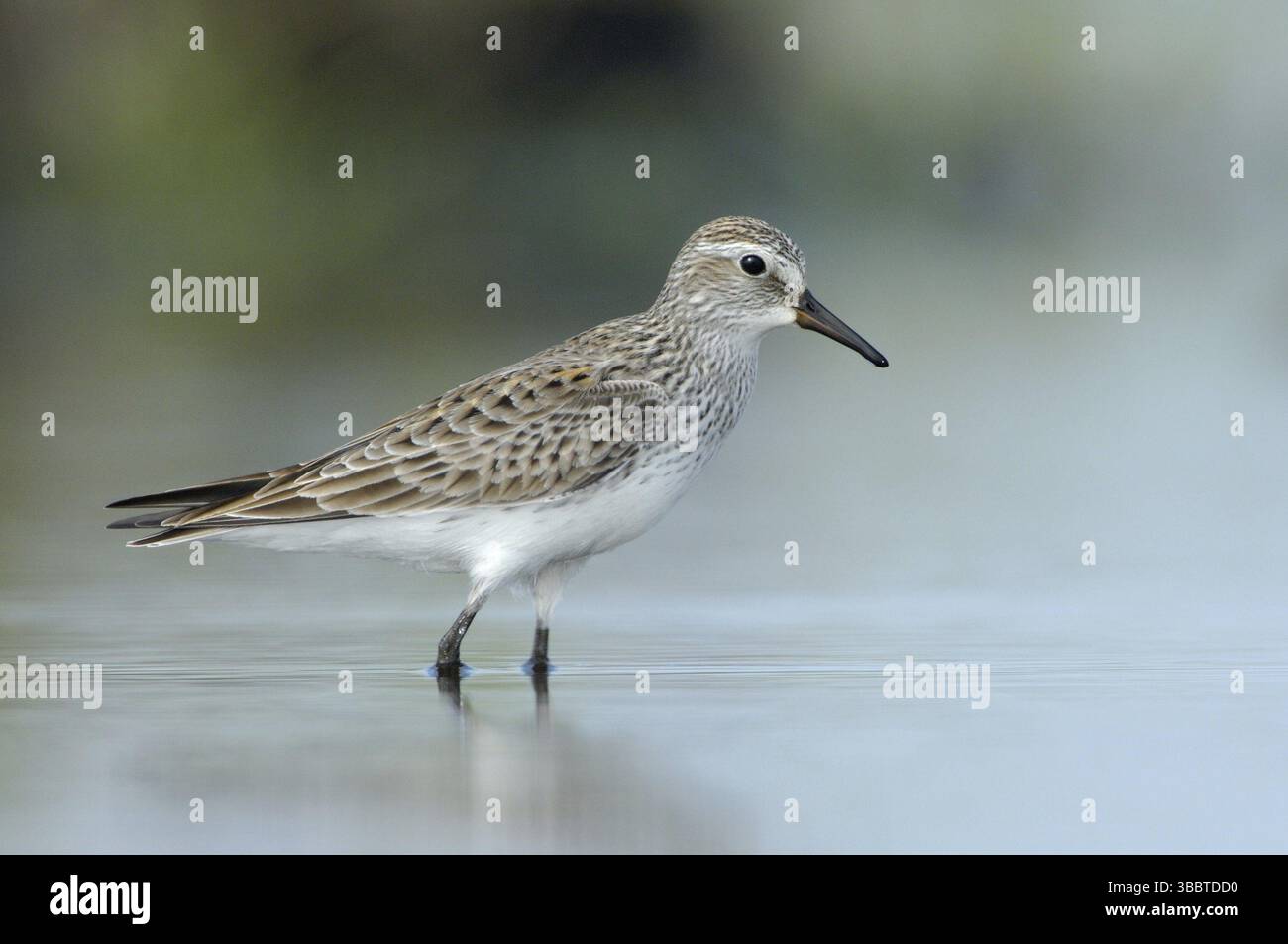Sandpiper mit weißem Rücken (Calidris fuscicollis), Texas, USA, Nordamerika Stockfoto