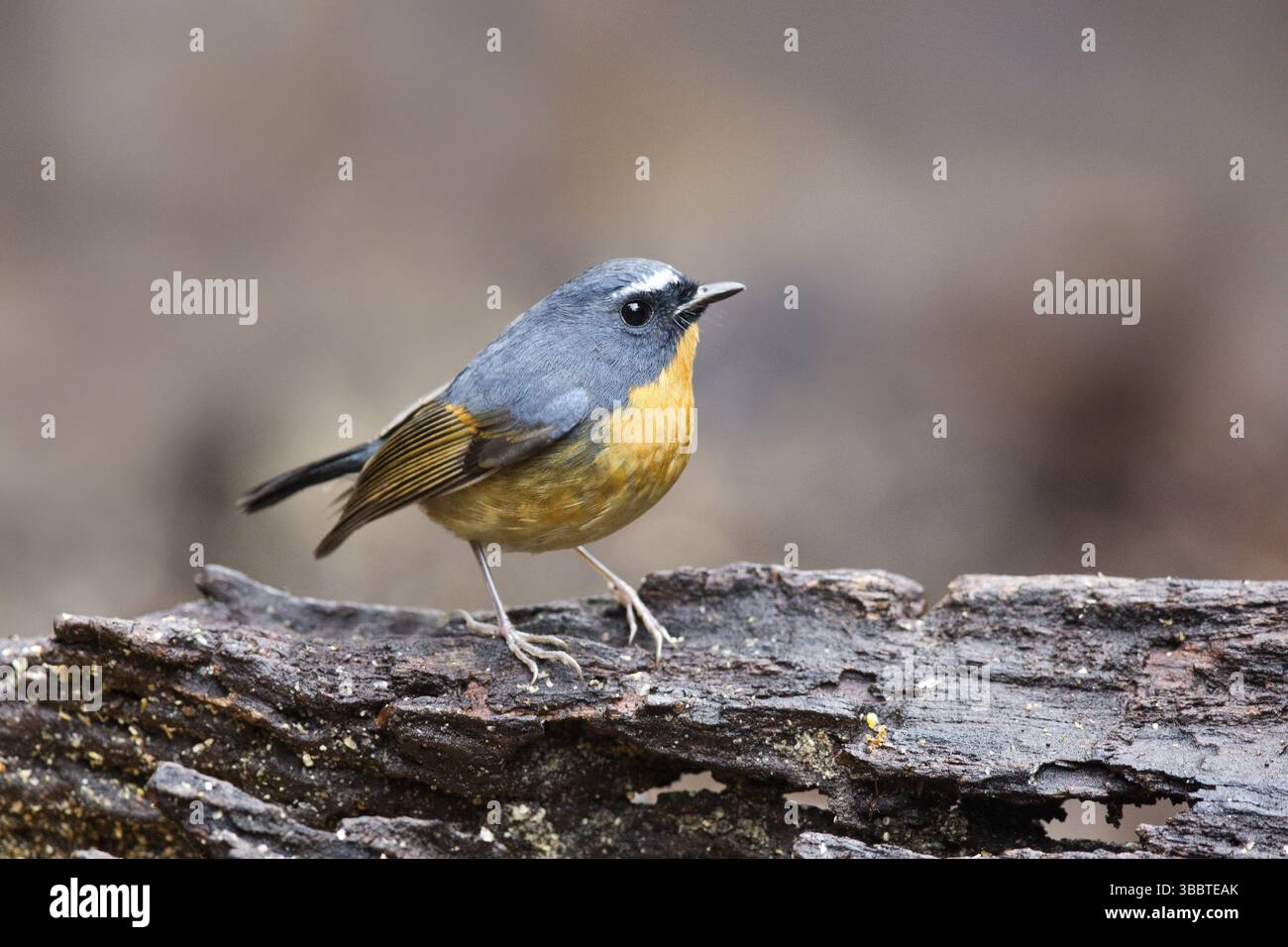Schneeräumter (Ficedula hyperythra) männlich, Yunnan, China, Asien Stockfoto