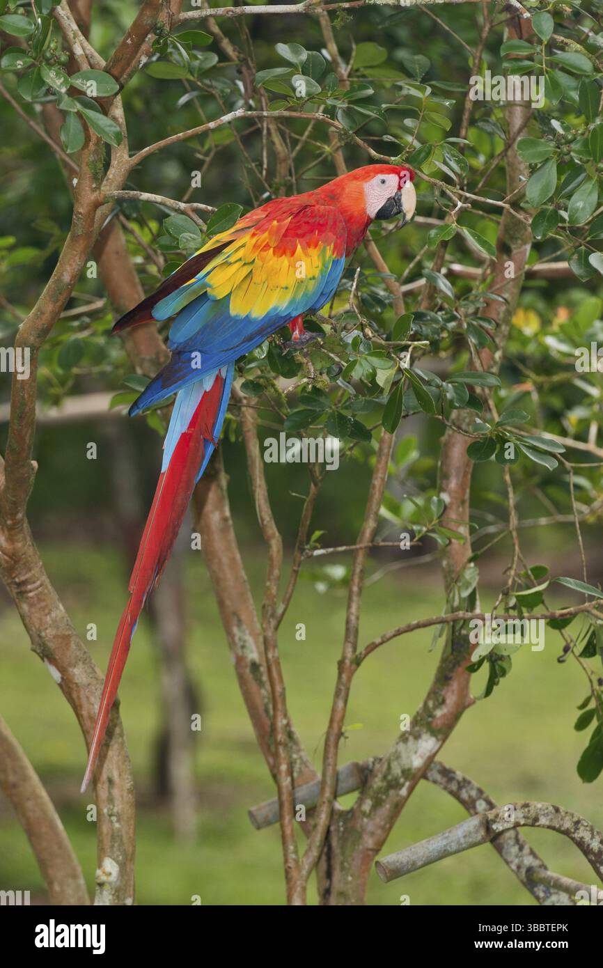 Scharlacharas (Ara macao), Costa Rica, Mittelamerika Stockfoto