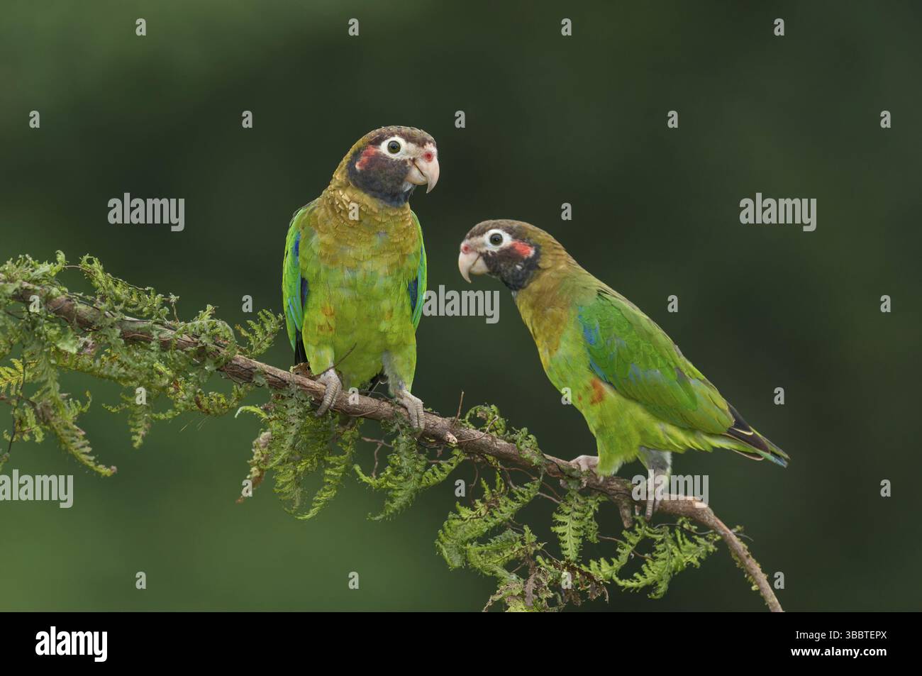 Papagei mit brauner Kapuze (Pyrilia haematotis), Costa Rica, Mittelamerika Stockfoto