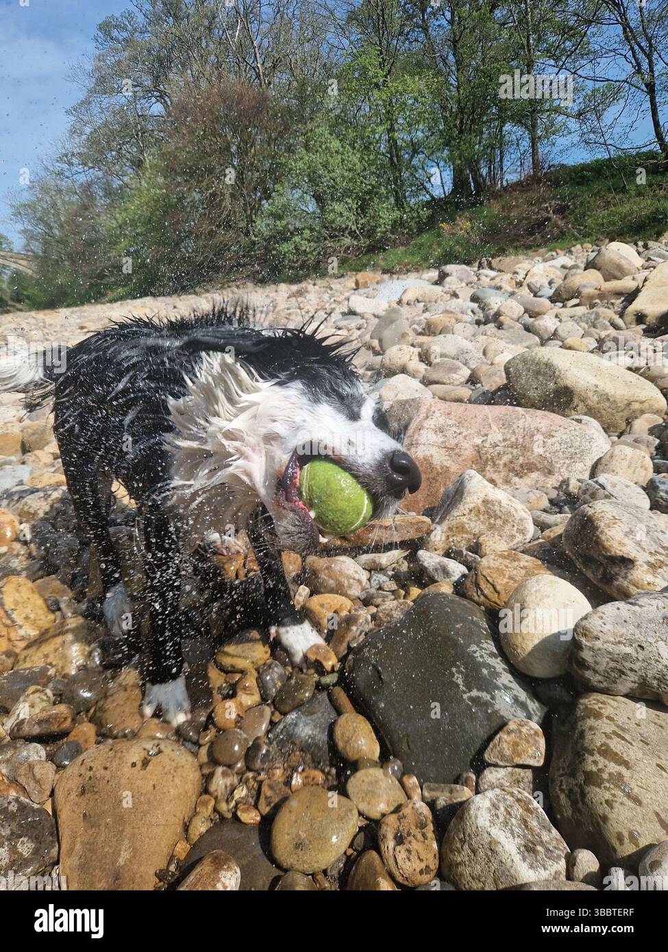 Schwarz-weißer Hund mit Ball, der sich selbst trocken schüttelt Stockfoto