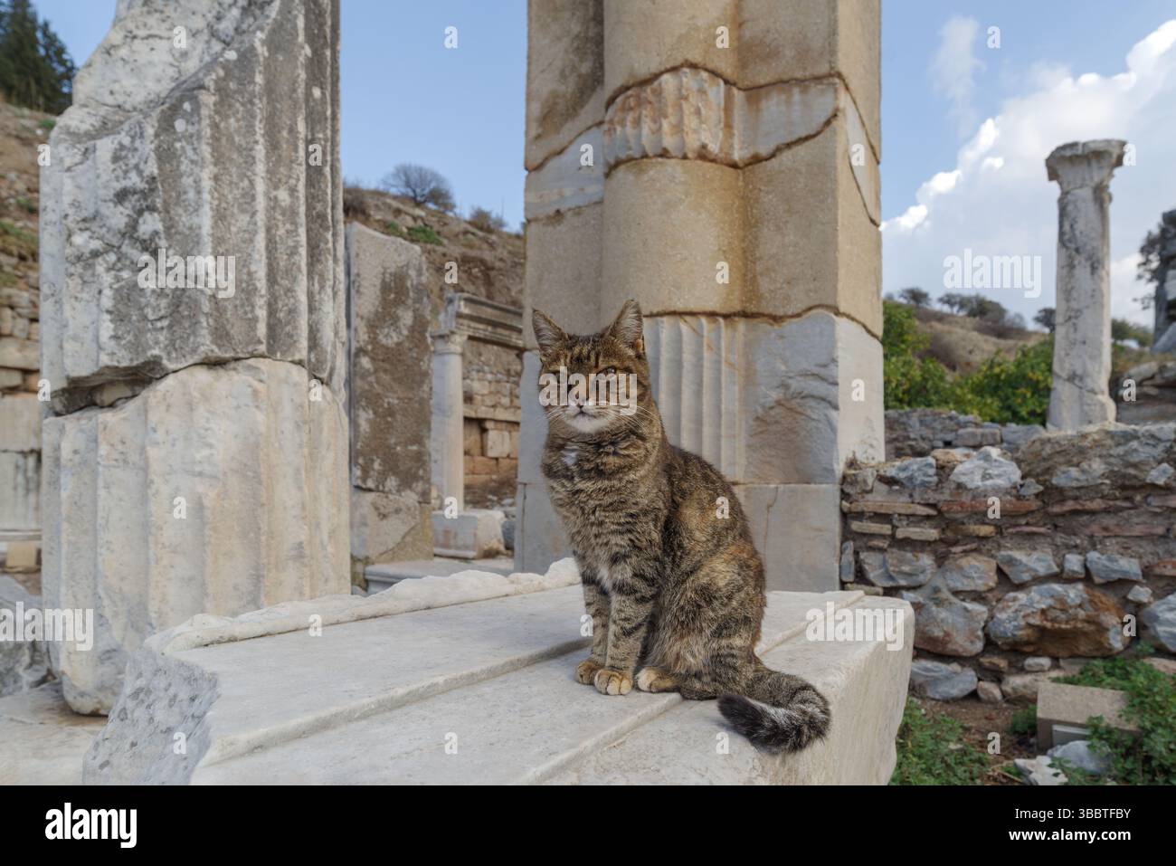 Katze sitzt auf Stein vor den Ruinen von Ephesus, Selcuk, Türkei Stockfoto