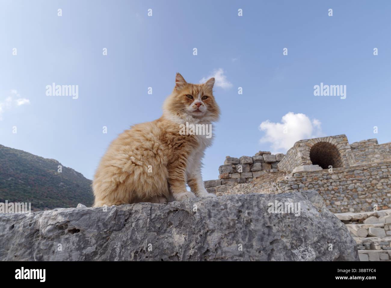 Katze sitzt auf Stein vor den Ruinen von Ephesus, Selcuk, Türkei Stockfoto