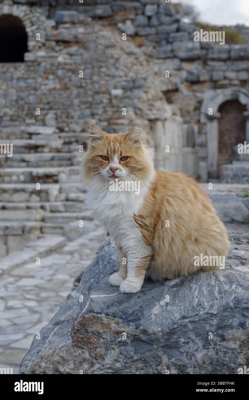 Katze sitzt auf Stein vor den Ruinen von Ephesus, Selcuk, Türkei Stockfoto