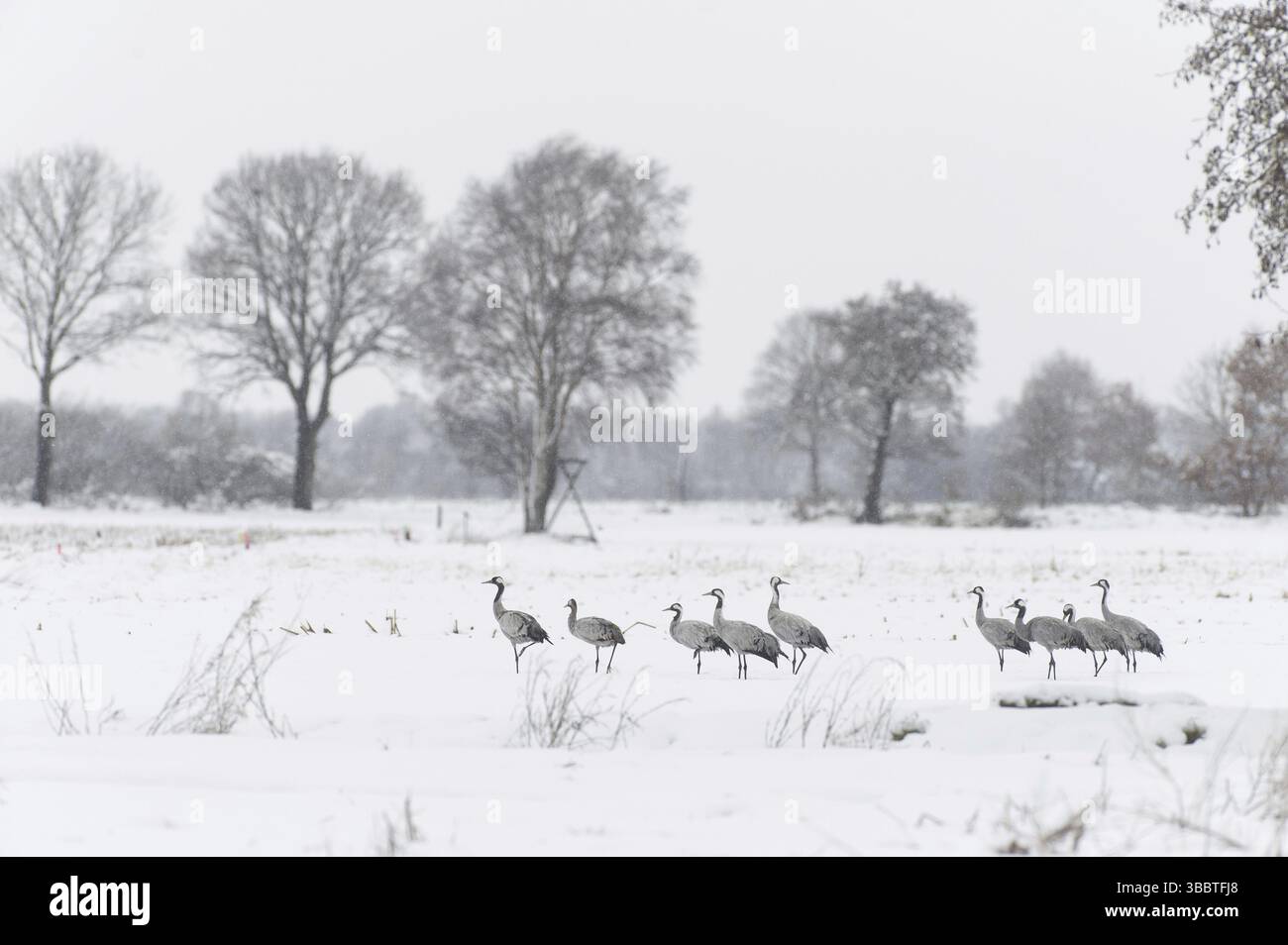 Gemeiner Krane (Grus grus), Niedersachsen, Deutschland, Europa Stockfoto