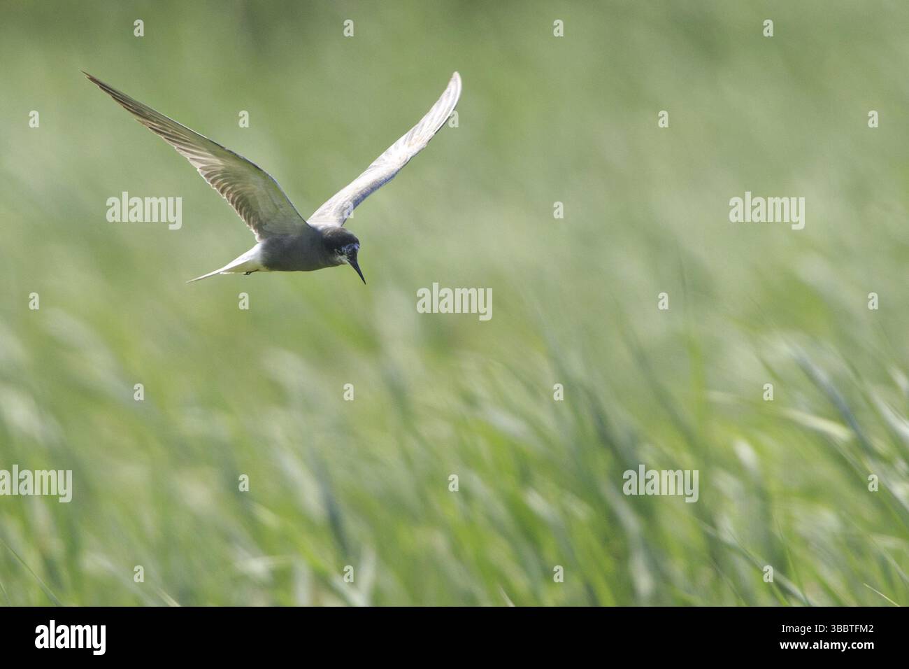 Schwarzteere (Chlidonias niger) fliegen, Niederlande Stockfoto