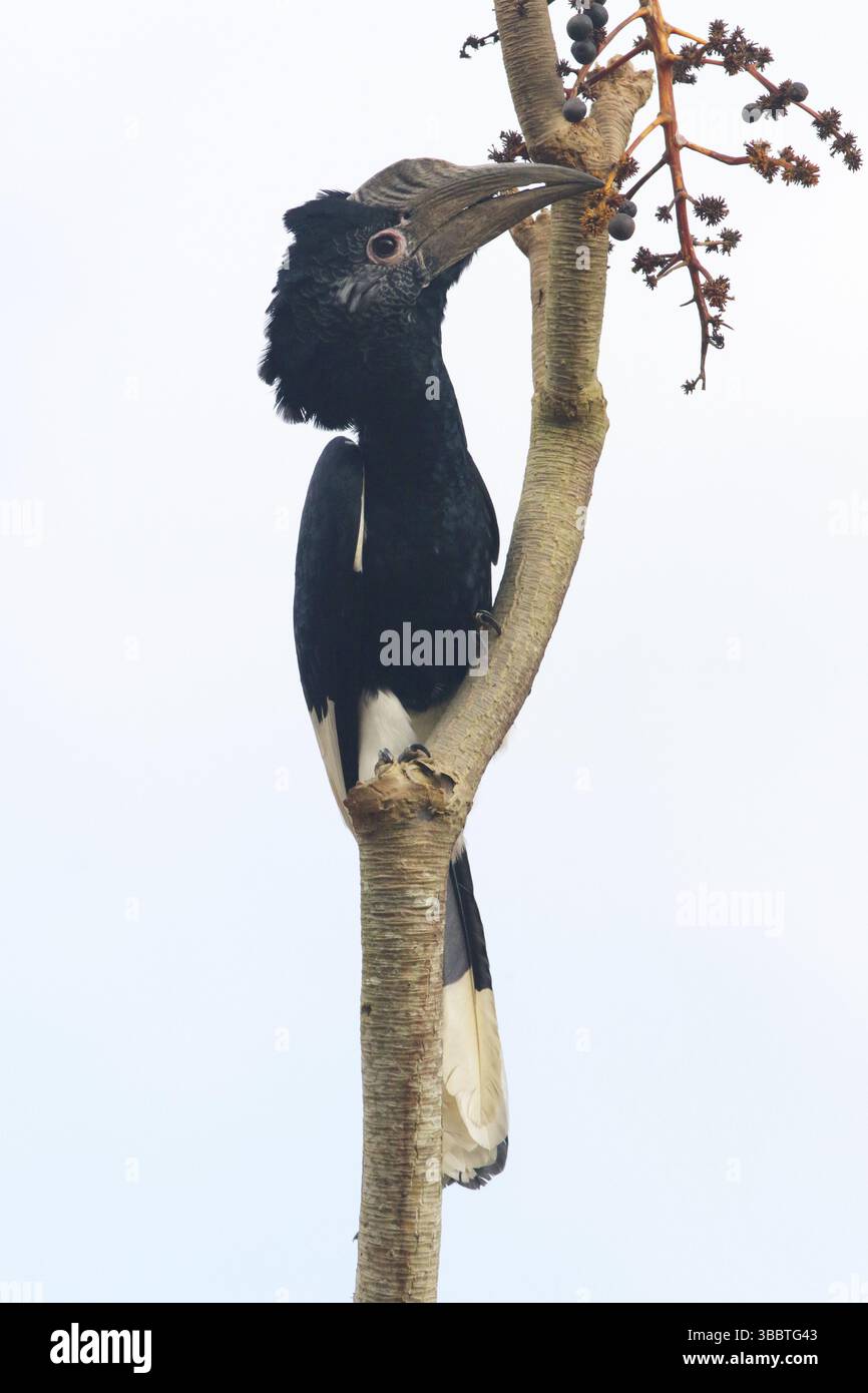 Schwarz-weiß-Casqued-Nashornschnabel (Bycanistes subzylindricus), Weibchen auf einem Ast, Uganda, Afrika Stockfoto