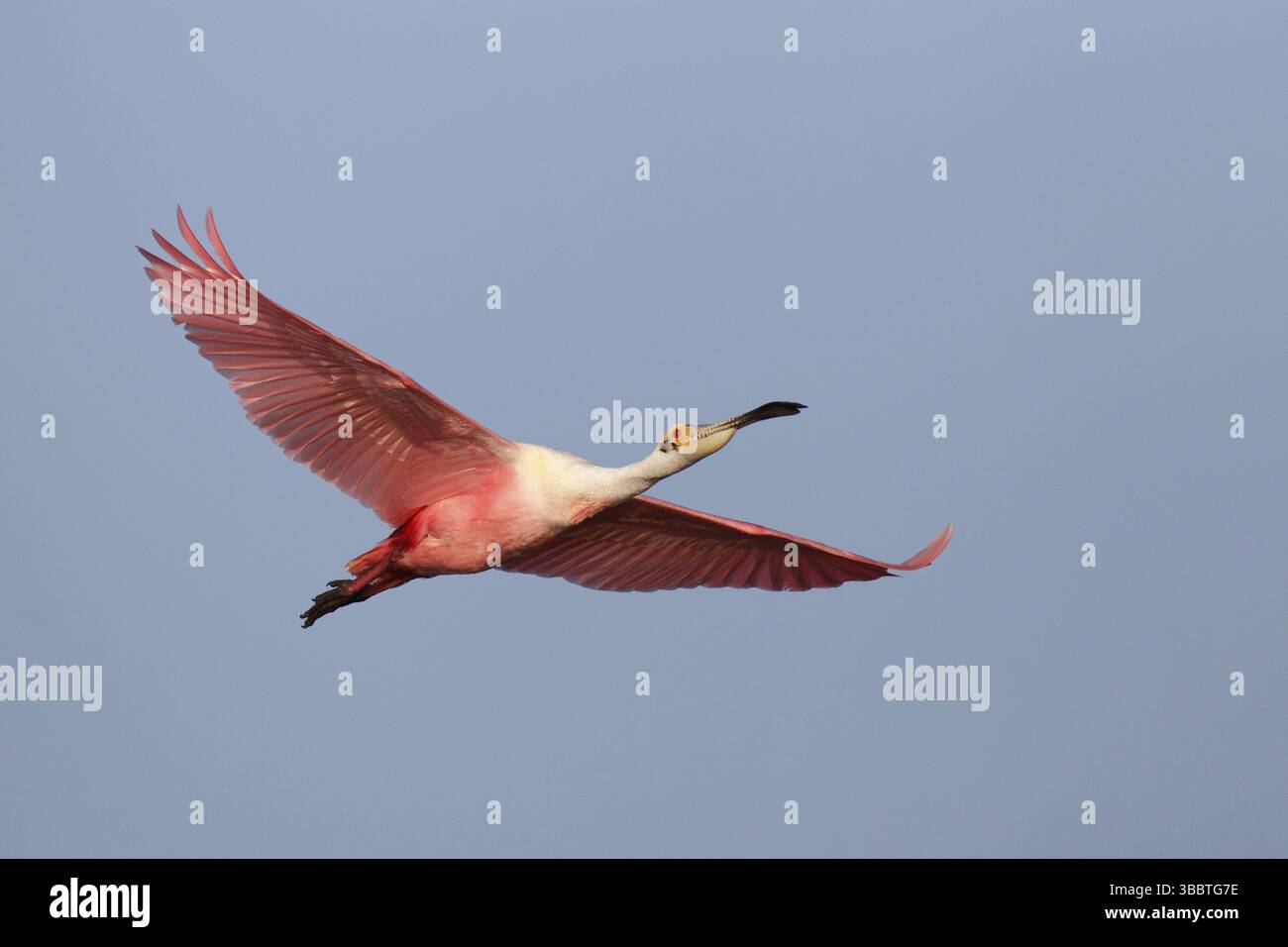 Roseate Spoonbill (Platalea ajaja) fliegt, Florida, USA, Nordamerika Stockfoto