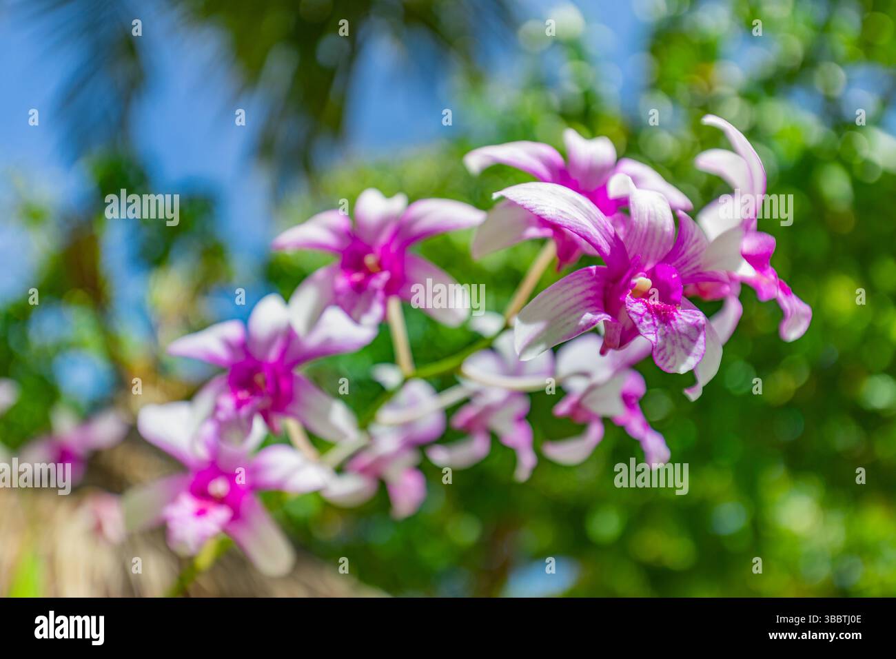 Wunderschöne rosa Orchideenblumen üppiger exotischer Garten sonniger blauer Unschärfe Bokeh Hintergrund, lebendiges Laub. Abstrakte, wunderschöne Blumentöne, ideal für die Natur Stockfoto