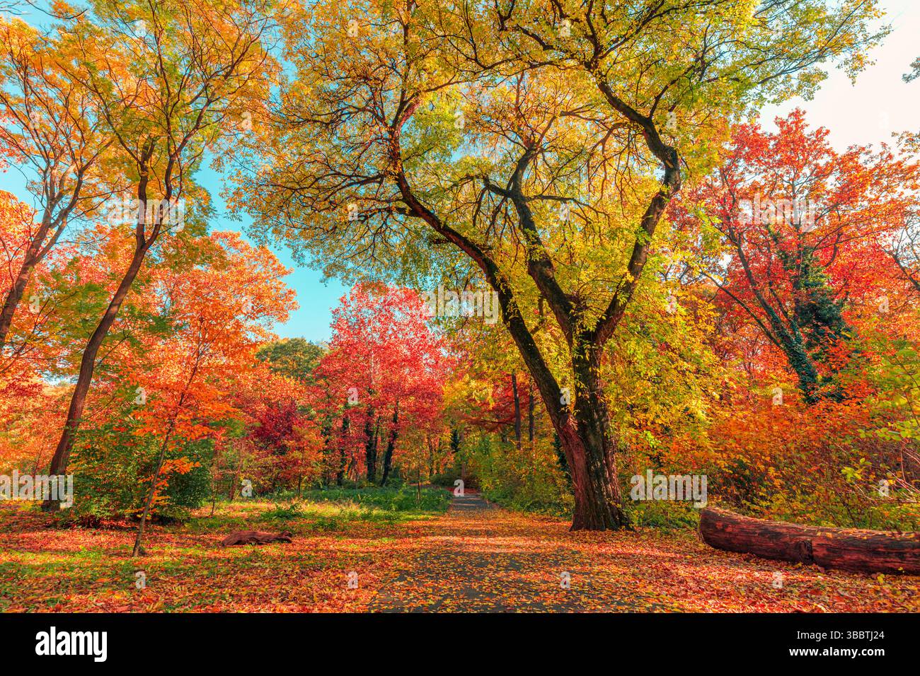 Wunderschöne Herbstwaldlandschaft mit bunten Blättern entlang des Wanderweges, traumhafte Naturlandschaft, friedliche saisonale Naturabenteuer im Hintergrund Stockfoto
