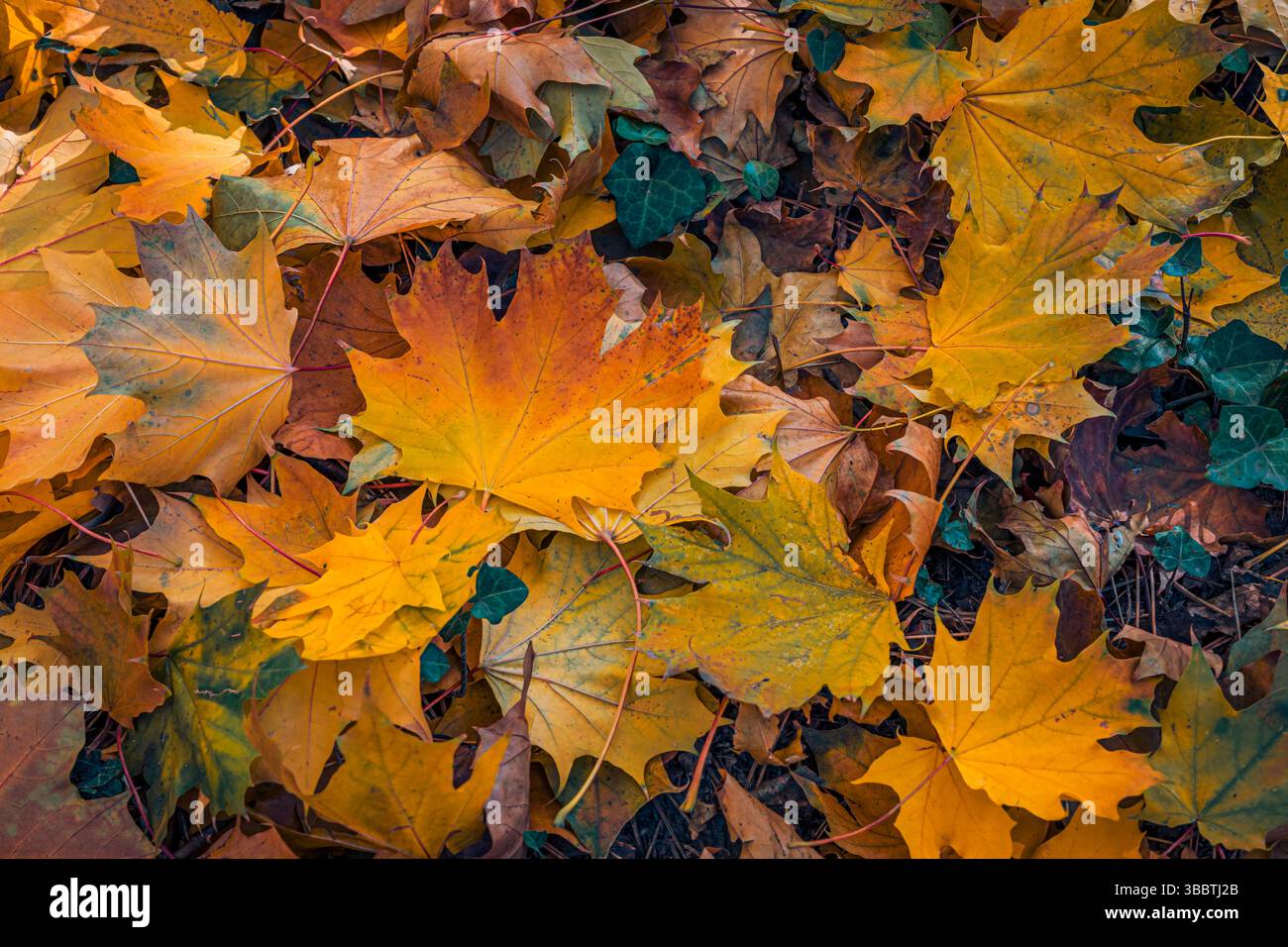 Herbstblattmuster auf Waldboden mit leuchtendem orange-gelbem Laub, saisonalem Naturhintergrund, friedlicher Outdoor-Szene. Ruhiger Blick auf die Saison Stockfoto