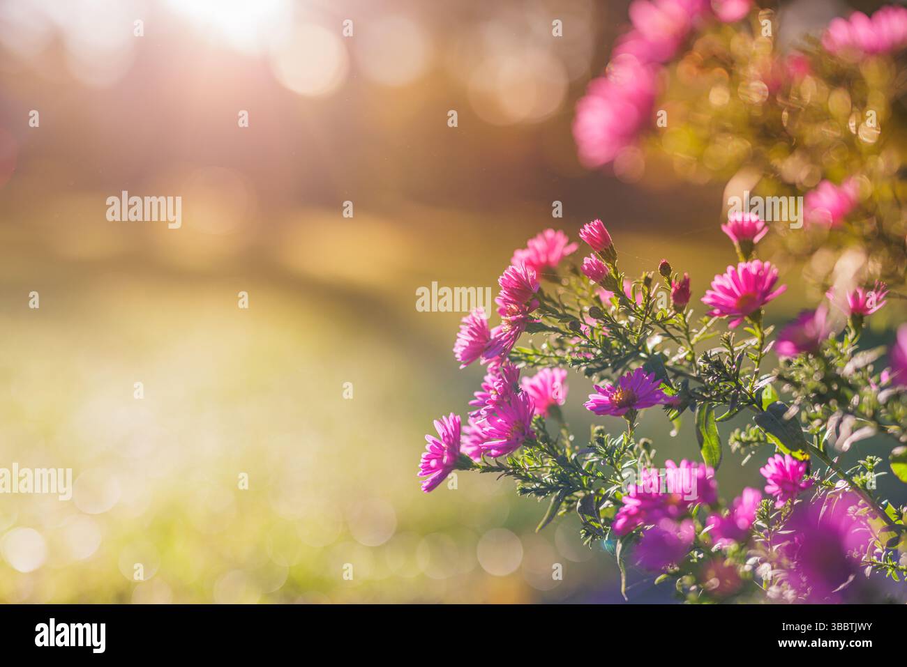 Wunderschöne lila Blumen im Herbstpark, die im warmen Sonnenuntergang Sonnenlicht mit verschwommenem Bokeh-Hintergrund leuchten künstlerische Nahaufnahme florale saisonale Naturszene Stockfoto