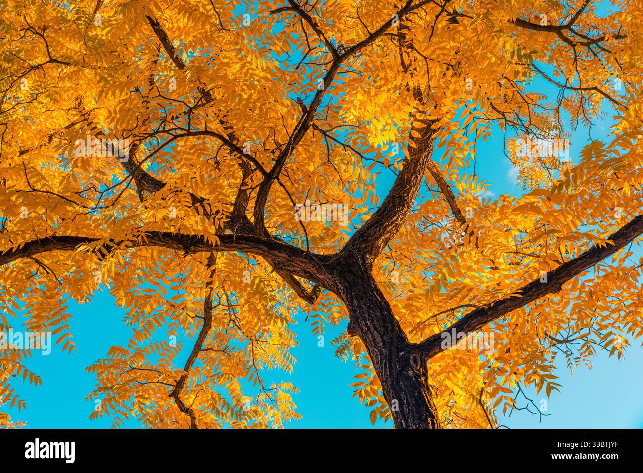 Malerische, entspannende Herbstlandschaft mit Bäumen, goldenen Orangenblättern, hellblauem Himmel, malerische saisonale Landschaft im Freien, friedlicher Blick auf den Wald Stockfoto