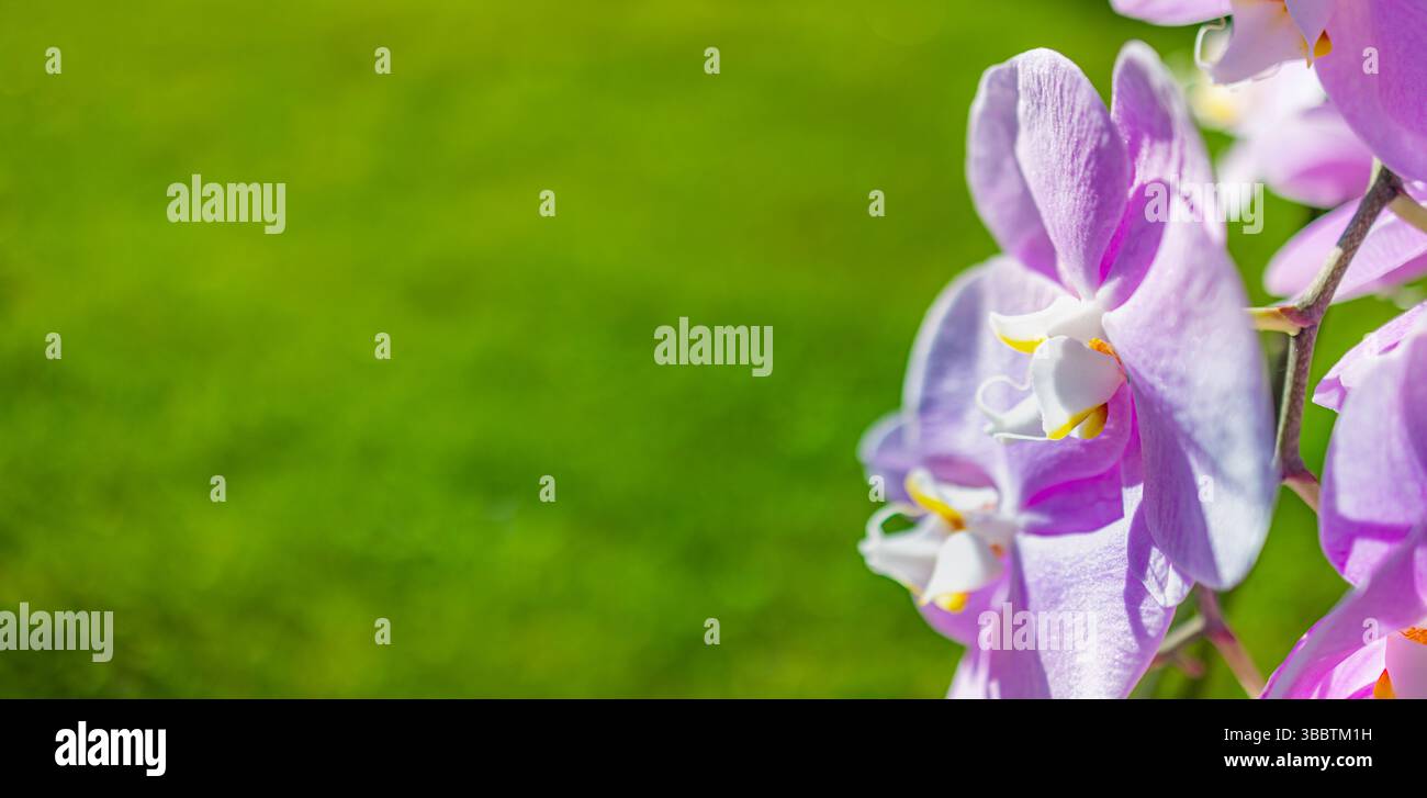 Rosa lila Orchideenblume Nahaufnahme auf verschwommenem grünem üppigem Laub Hintergrund tropischer botanischer Garten Naturszene vibrierende Blumenpflanze Blüte exotisch Stockfoto