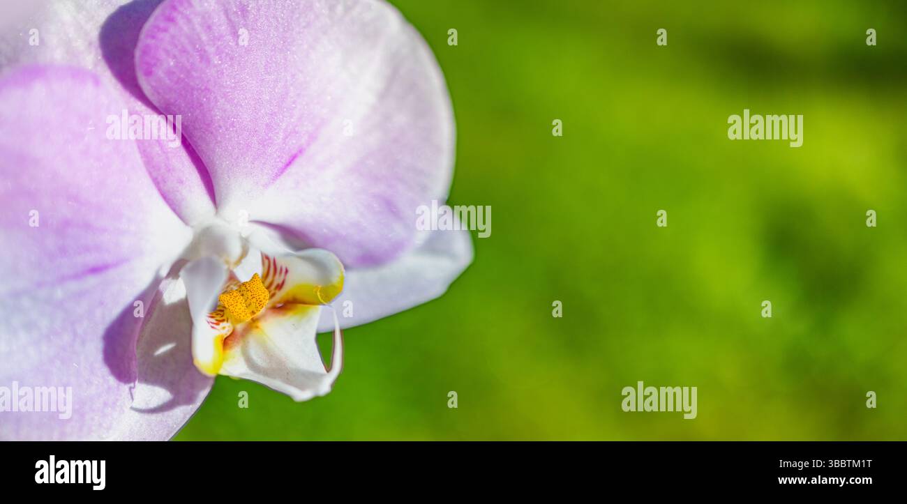 Rosa lila Orchideenblume Nahaufnahme auf verschwommenem grünem üppigem Laub Hintergrund tropischer botanischer Garten Naturszene vibrierende Blumenpflanze Blüte exotisch Stockfoto