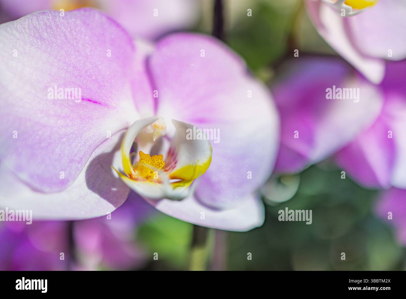 Rosa lila Orchideenblume Nahaufnahme auf verschwommenem grünem üppigem Laub Hintergrund tropischer botanischer Garten Naturszene vibrierende Blumenpflanze Blüte exotisch Stockfoto