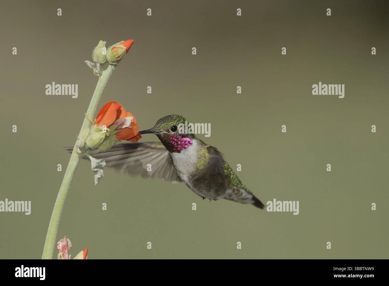 Kolibri (Selasphorus platycercus) männlich, Kalifornien, USA, Nordamerika Stockfoto