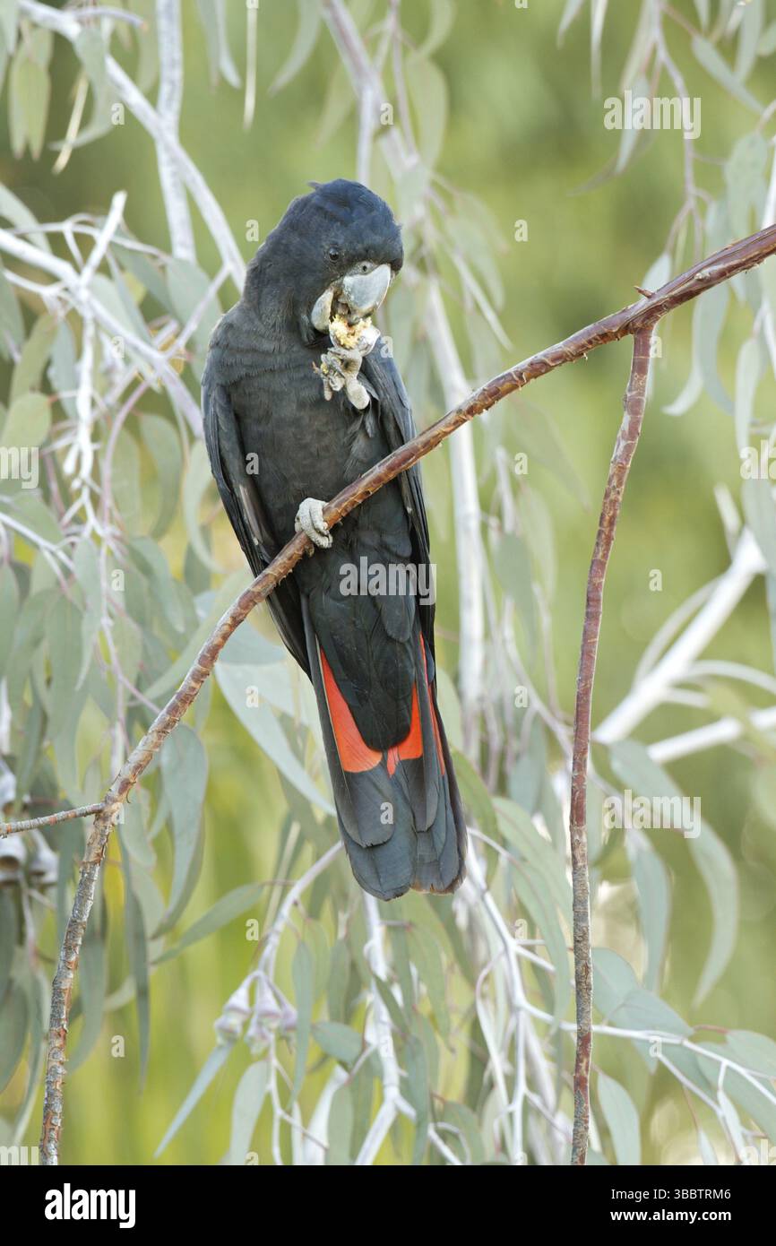 Rotschwanzkakatoo (Calyptorhynchus banksii) männlich, Western Australia, Australia, Oceania Stockfoto
