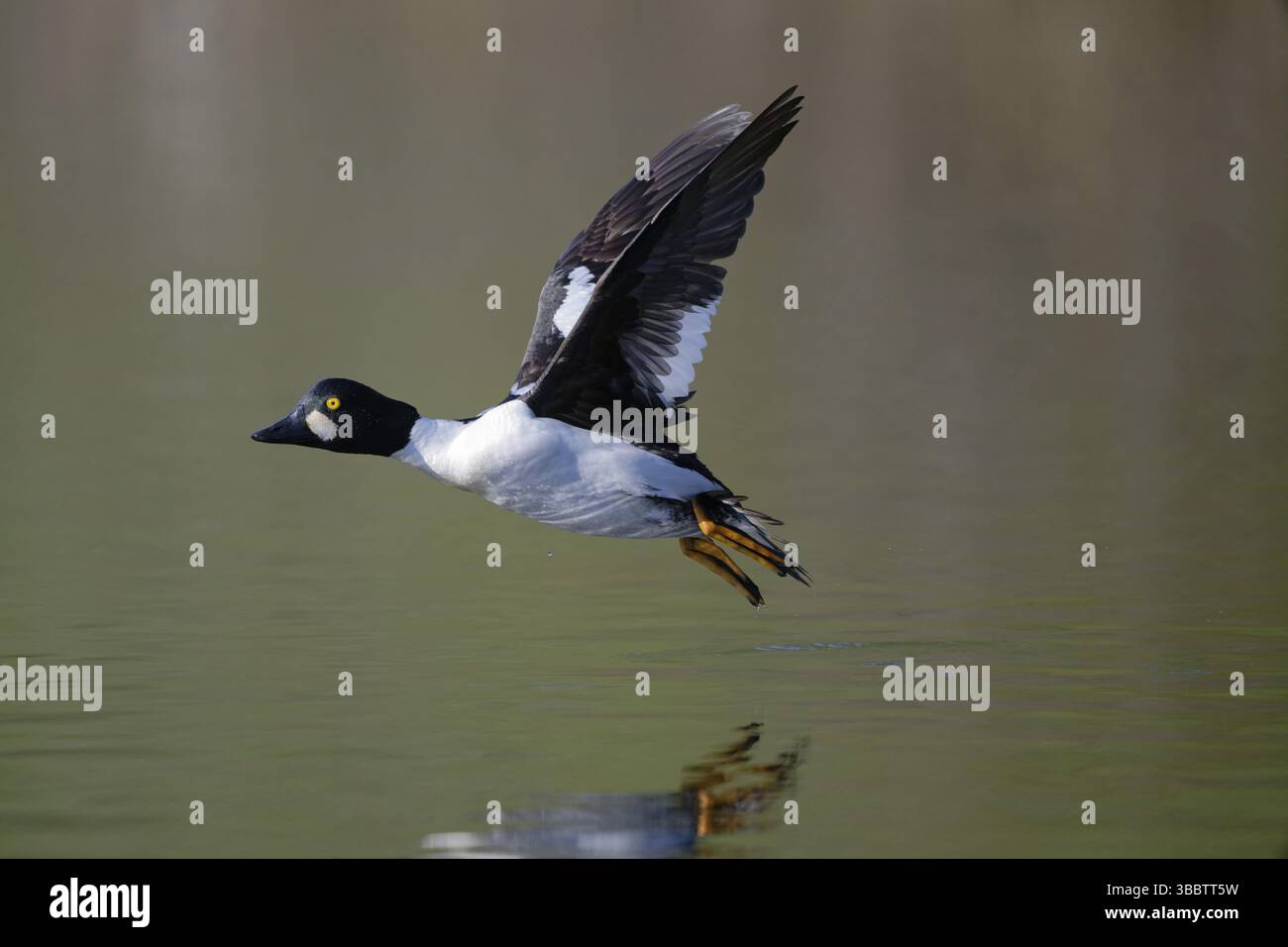 Gemeines Goldenauge (Bucephala clangula) männlich fliegt, Sachsen, Deutschland, Europa Stockfoto