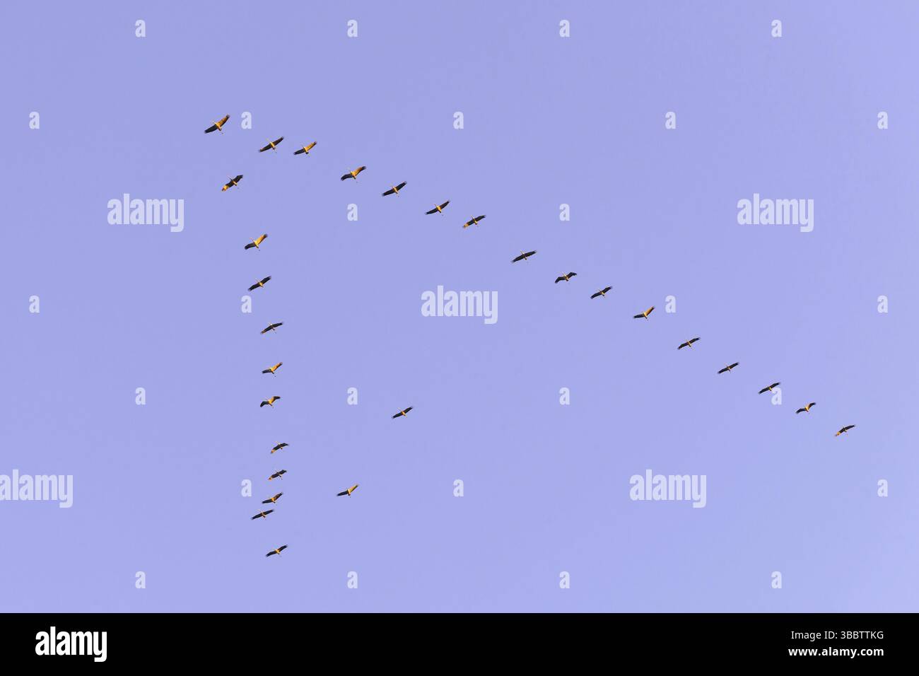 Grus grus (Grus grus) fliegt, Niedersachsen, Deutschland, Europa Stockfoto