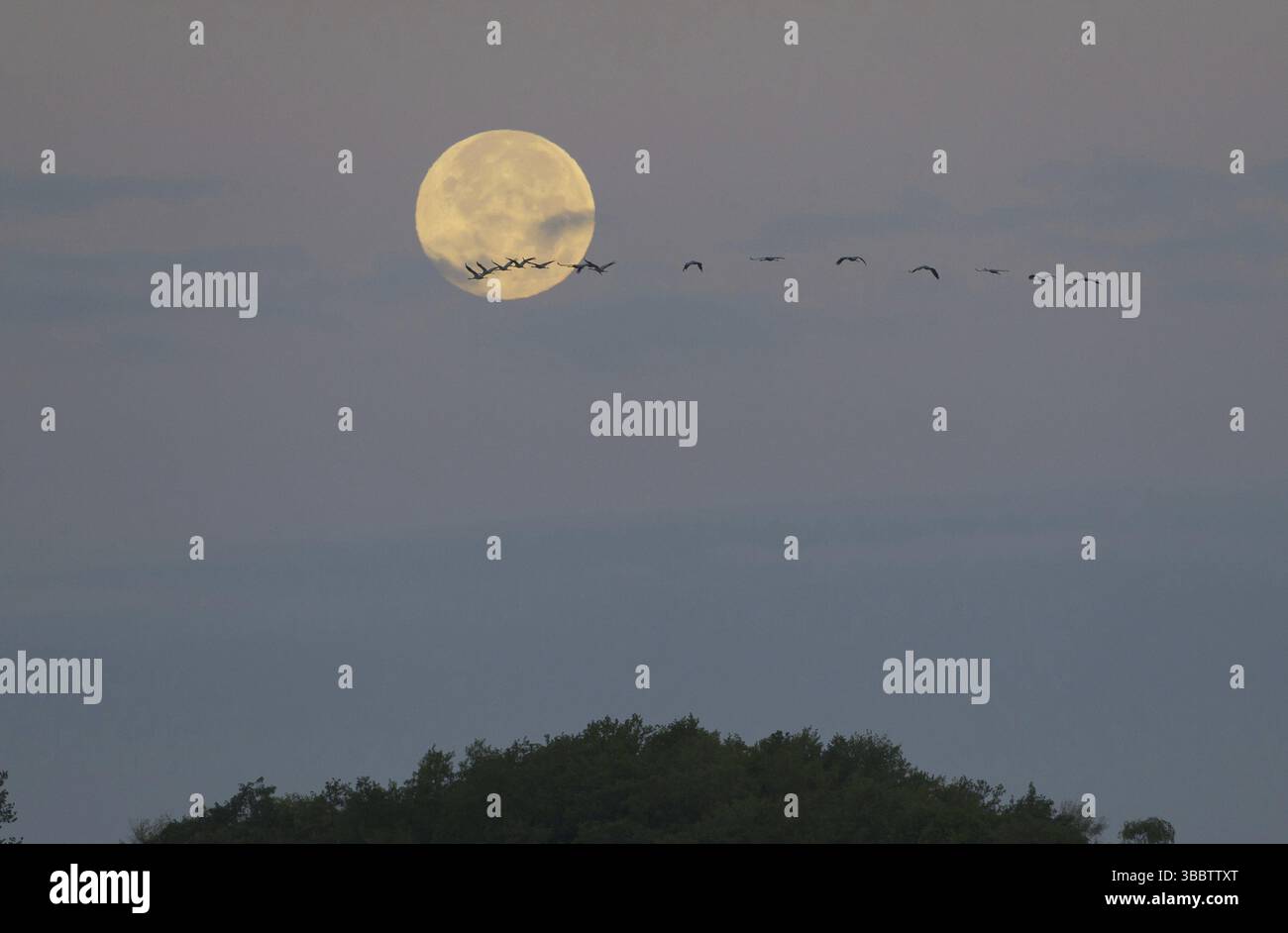 Grus grus, Mecklenburg-Vorpommern, Deutschland, Europa Stockfoto