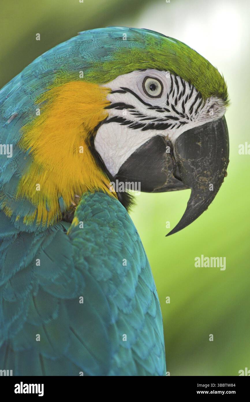 Blauer und gelber Ara (Ara ararauna), Costa Rica, Mittelamerika Stockfoto