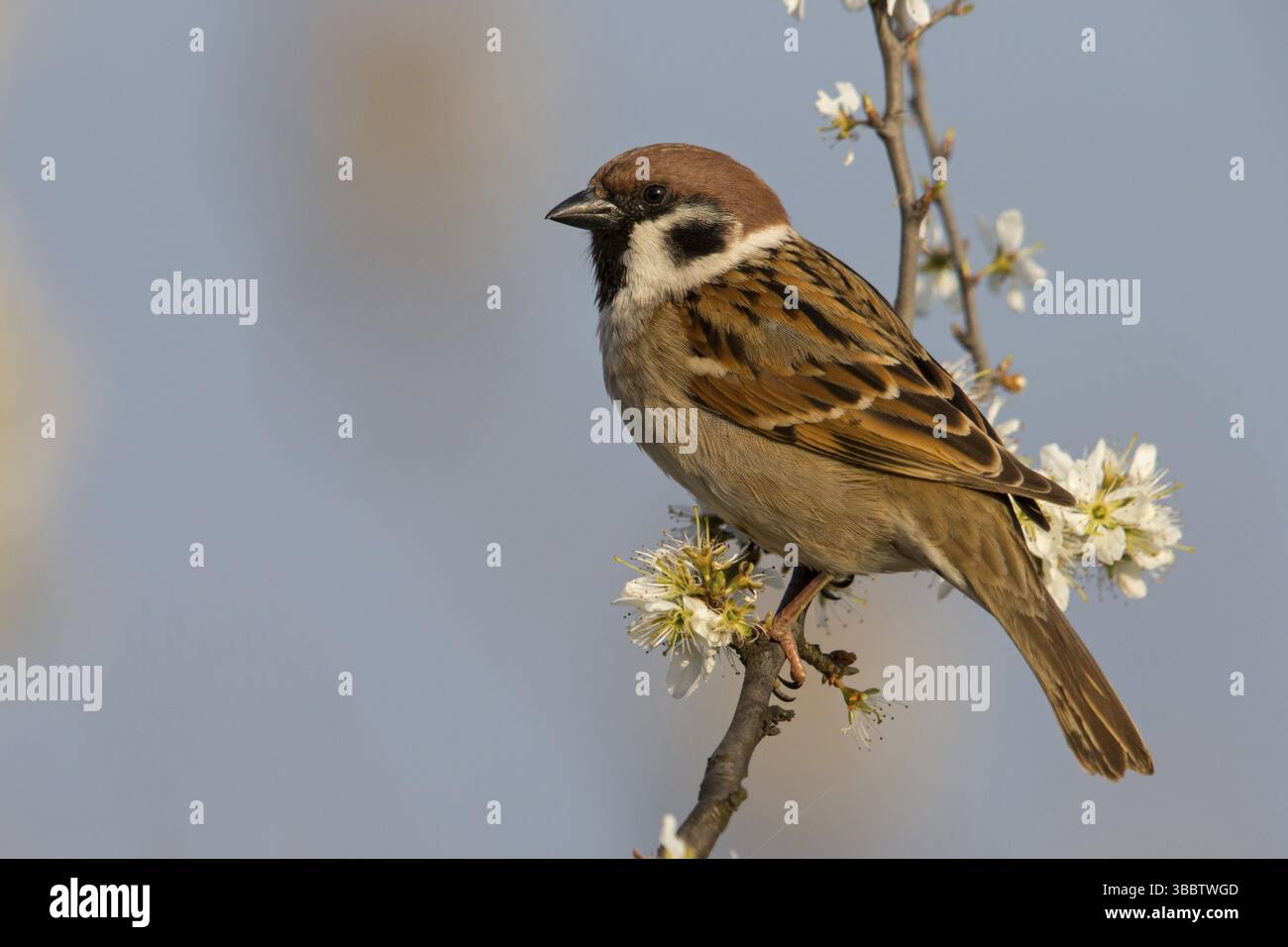 Feldsperling, eurasischer Sparrow, Bausperrow, Passer montanus, Moineau Friquet, Gorrion Molinero Stockfoto