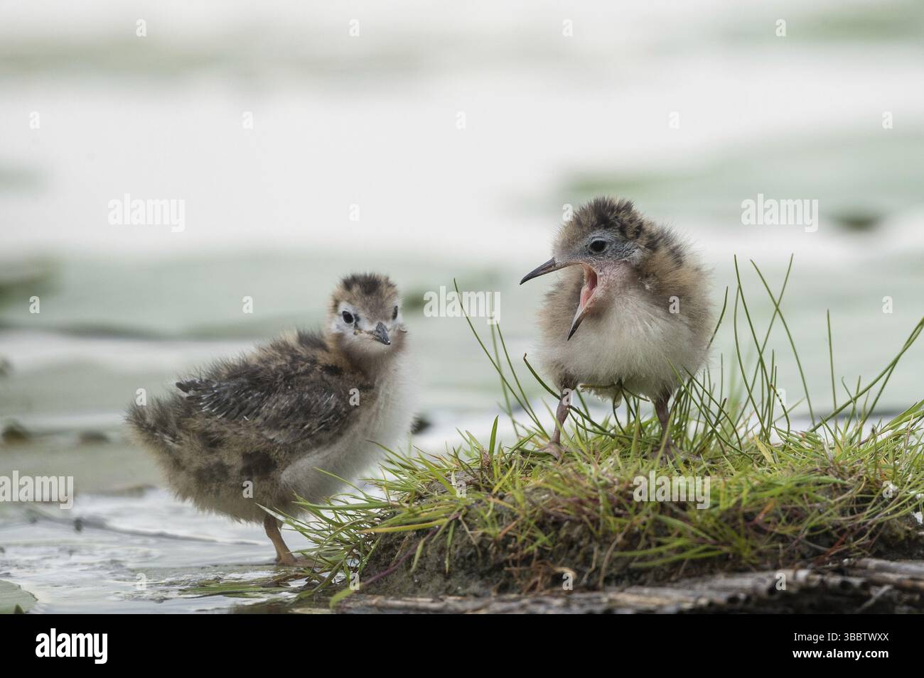 Schwarzteerküken (Chlidonias niger), Schleswig-Holstein, Deutschland, Europa Stockfoto