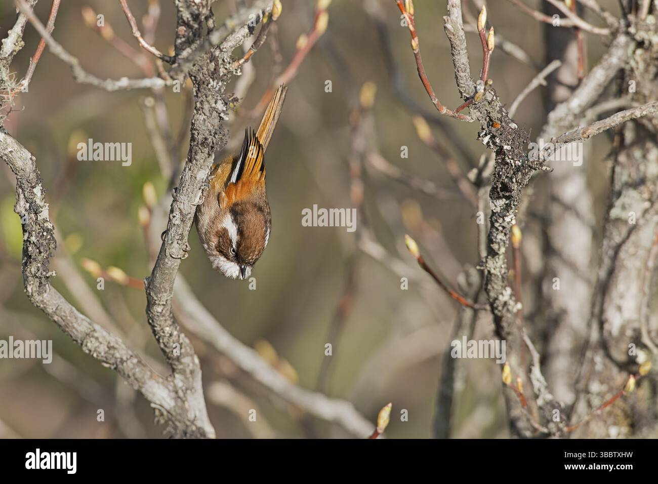 Weiß-Brauen Fulvetta (Fulvetta vinipectus) auf einem Zweig, Westbengalen, Indien, Asien Stockfoto