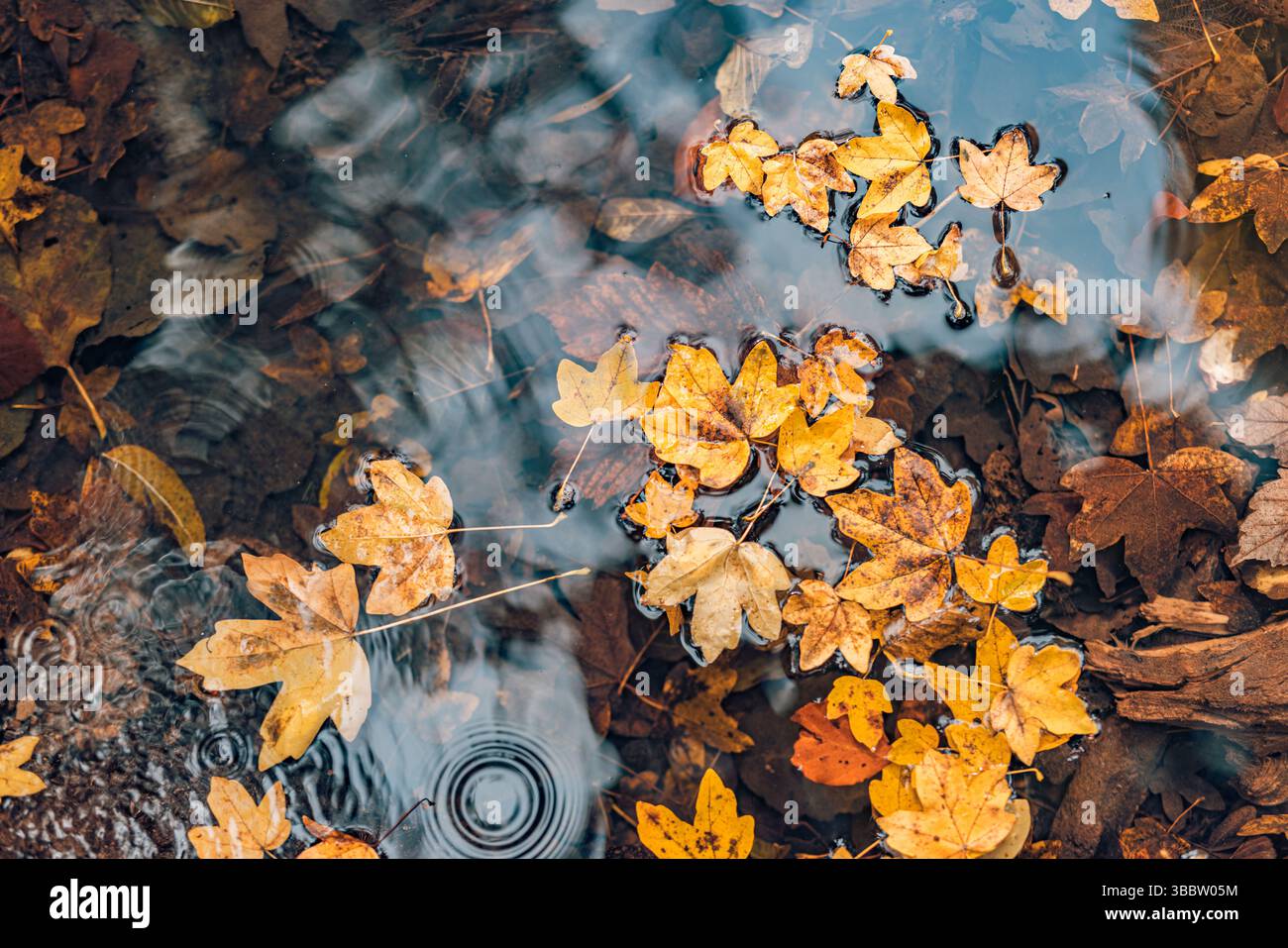 Entspannende Herbstblätter, die auf ruhiger Wasseroberfläche schwimmen, künstlerische saisonale Natur Hintergrund friedliche Herbstszene lebendiges Laub ruhige Natur im Freien Stockfoto