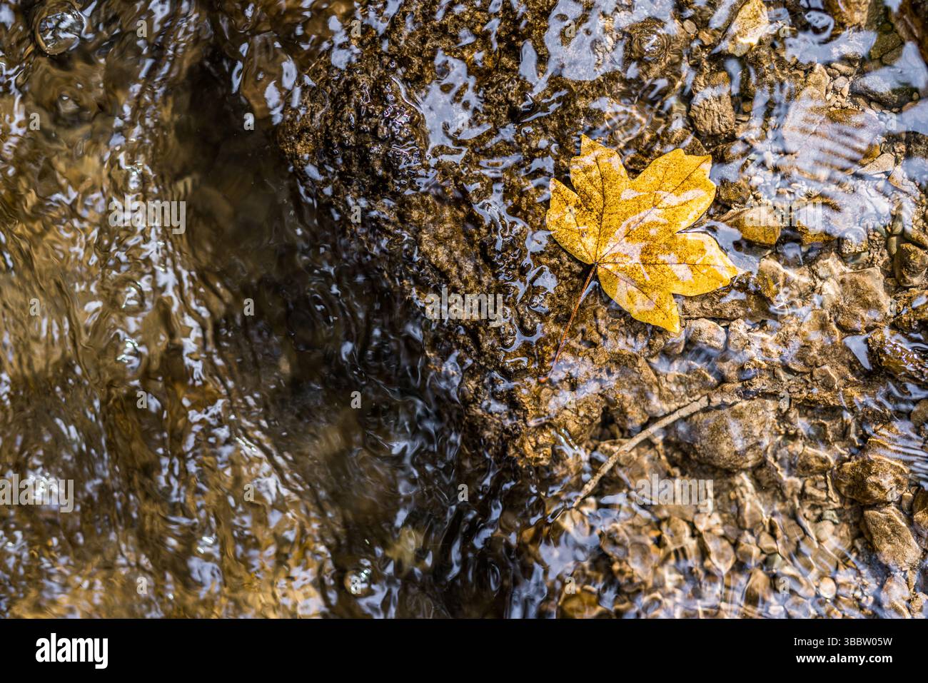 Entspannende Herbstblätter, die auf ruhiger Wasseroberfläche schwimmen, künstlerische saisonale Natur Hintergrund friedliche Herbstszene lebendiges Laub ruhige Natur im Freien Stockfoto