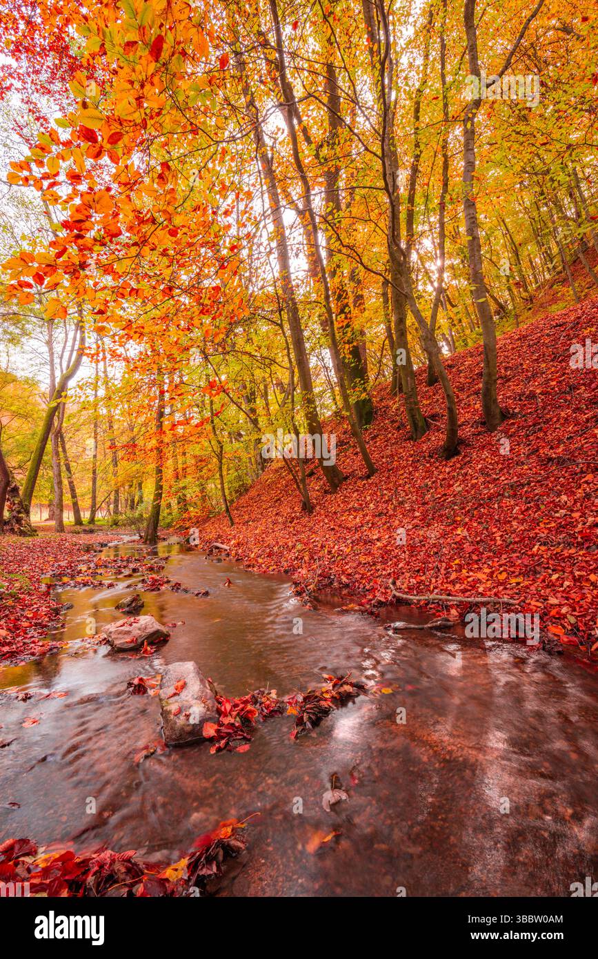 Ruhiger Herbstwald mit Bergbach, der ruhig unter bunten Blättern fließt, friedliche Waldszene, lebhaftes Herbstlaub, ruhige Naturlandschaft Stockfoto