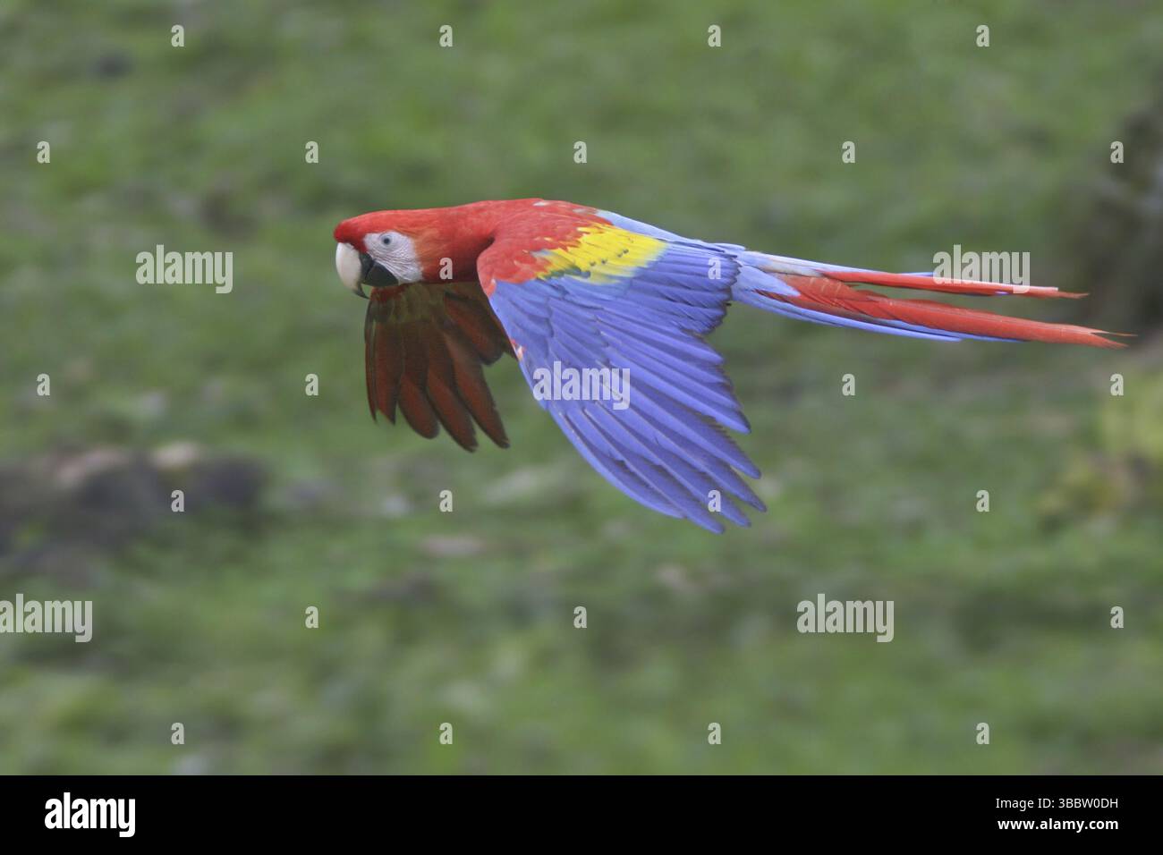 Scharlach (Ara macao) fliegt, Costa Rica, Mittelamerika Stockfoto