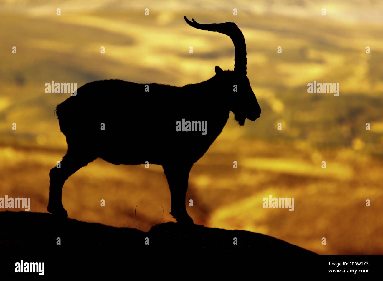 Westspanischer Steinbock (Capra pyrenaica victoriae) männliche Silhouette auf Felsen, Sierra de Gredos, Kastilien und Leon, Spanien, Europa Stockfoto