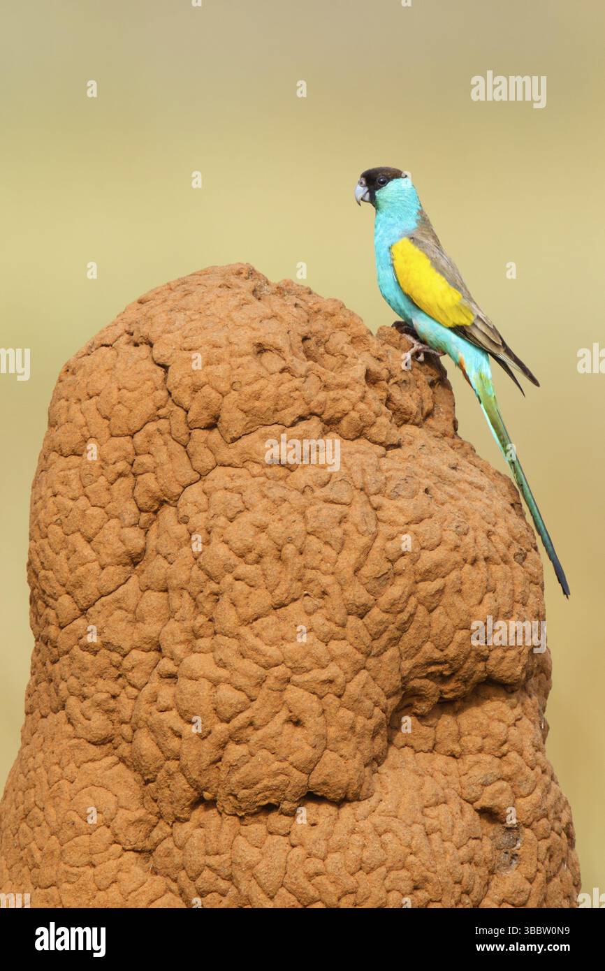 Kapuzenpapagei (Psephotellus dissimilis) männlich, Northern Territory, Australien, Ozeanien Stockfoto