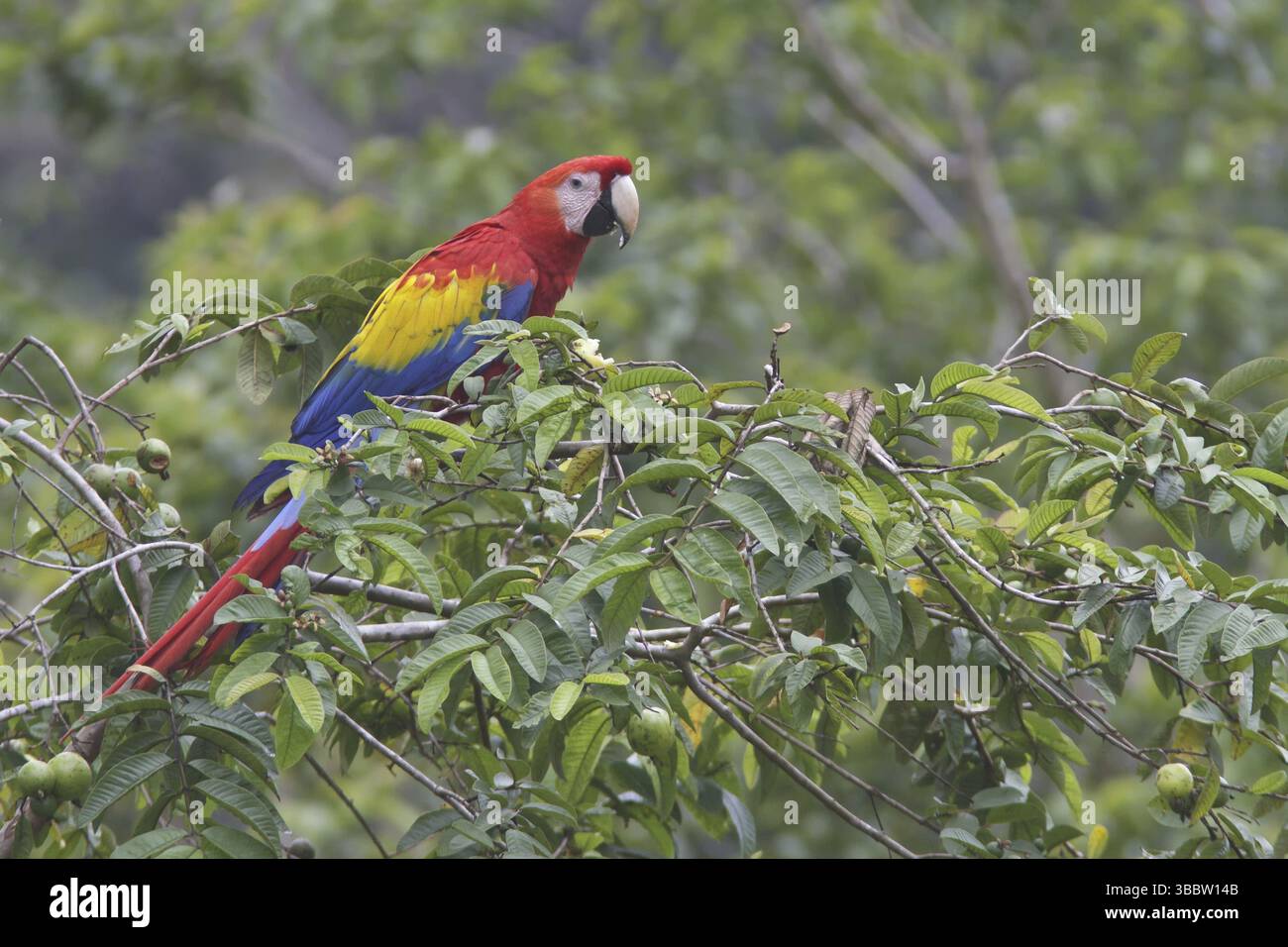Scharlacharas (Ara macao), Costa Rica, Mittelamerika Stockfoto