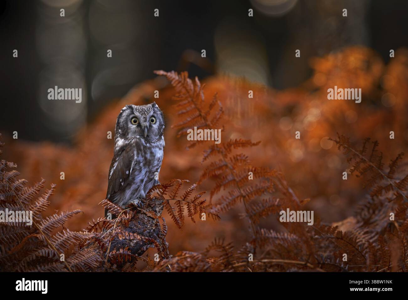 Herbstlichkeit, Eulen im Orangenfarnwuchs. Tierwelt im Herbst. Eulen, Detailporträt des Vogels im Naturraum, Deutschland. Vogel versteckt im Orang Stockfoto