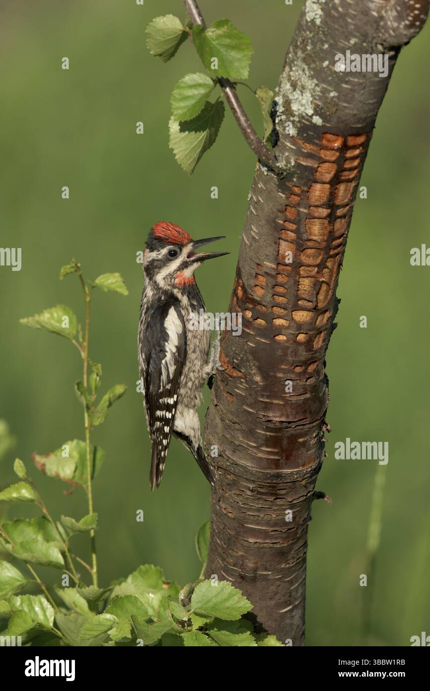 Rotnappelsauger (Sphyrapicus nuchalis) Weibchen auf Baumstamm, British Columbia, Kanada, Nordamerika Stockfoto