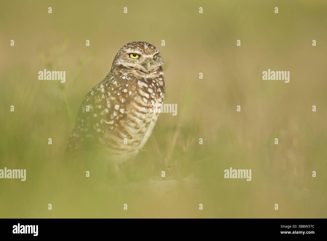 Grabeuse (Athene cunicularia), Florida, USA, Nordamerika Stockfoto