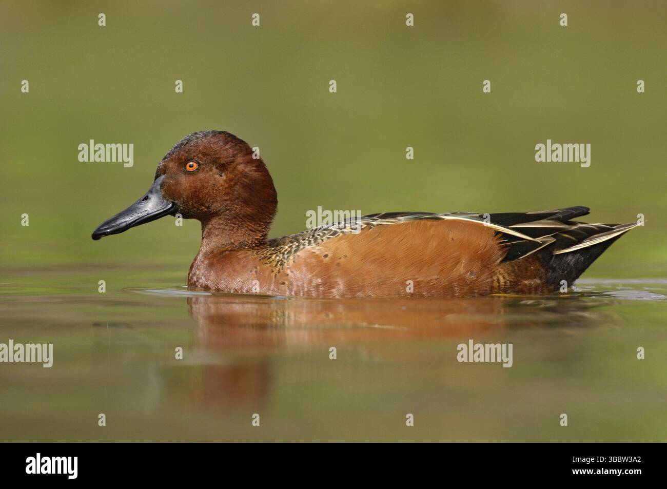 Zimt-Teal (Spatula cyanoptera) männlich, Texas, USA, Nordamerika Stockfoto