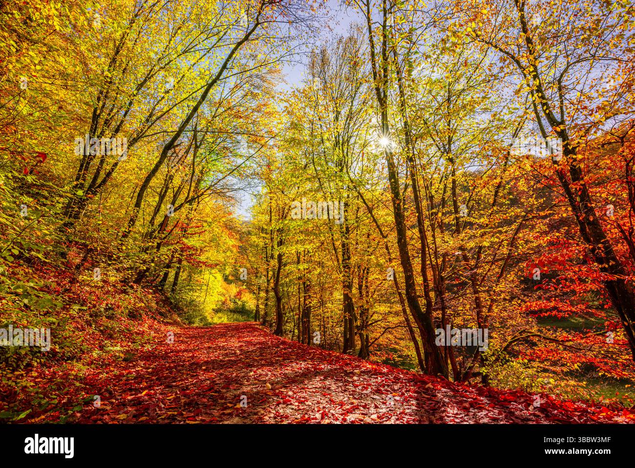 Atemberaubender Herbstwanderweg mit roten und goldenen Blättern und sanftem Sonnenschein schafft eine ruhige, friedliche Naturlandschaft und saisonale Landschaft Stockfoto